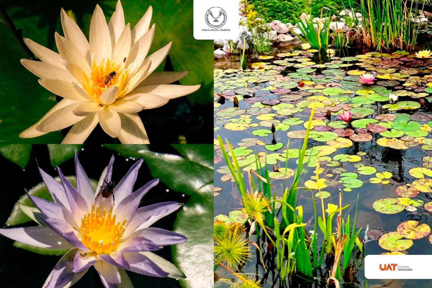 Es UAT sede del Simposio Iberoamericano de los Humedales