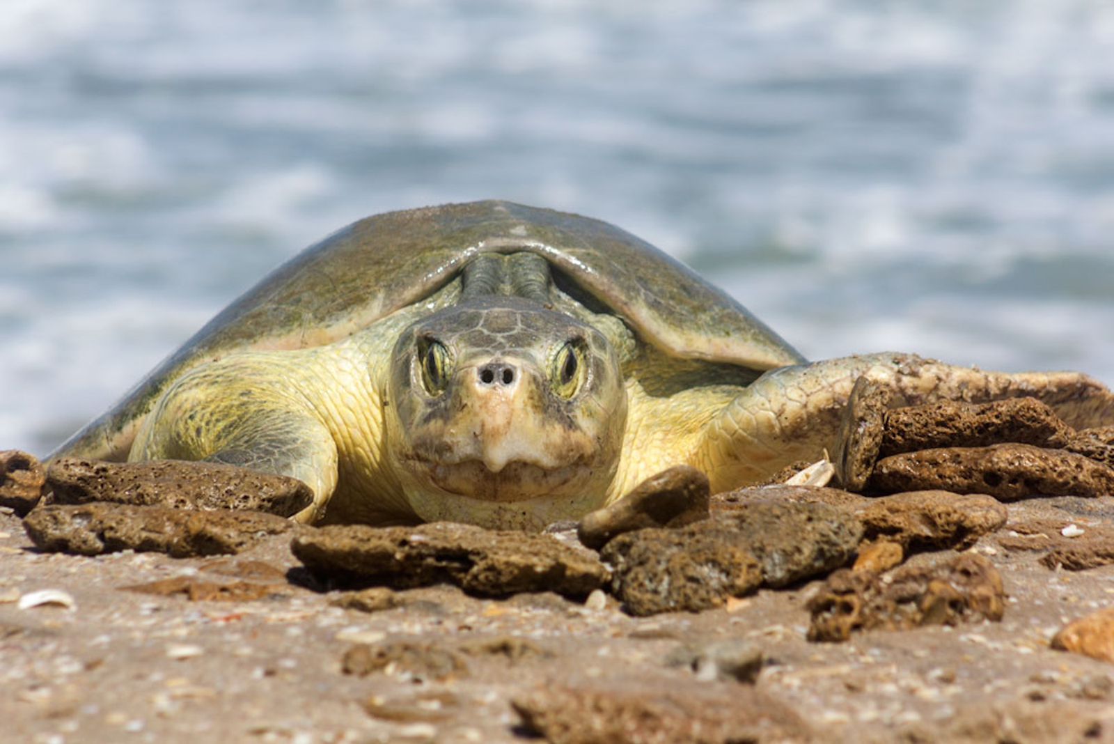Continúa temporada de anidación de tortuga lora; se resguardan más de 28 mil huevos
